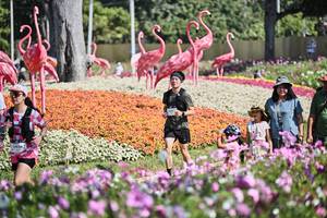 BIB: 
                            <button type="button" onclick="openModal(27794107)" class="btn btn-primary btn-sm float-right btn-popup" data-toggle="modal" data-target=".modal-high-quality">
                        <i class="fas fa-shopping-cart"></i> Add to Cart
                    </button>
                                            <button type="button" onclick="isThisMe(27794107, true)" class="btn btn-success btn-sm float-right btn-popup btn-isme hidden" data-toggle="tooltip" data-placement="bottom" title="นี่คือรูปของคุณใช่ไหม คลิกที่นี่เพื่อเอาเข้าอัลบั้ม">
                        <i class="fas fa-plus"></i> Add to album
                    </button>
                    <button type="button" onclick="isThisMe(27794107, false)" class="btn btn-warning btn-sm float-right btn-popup btn-isnotme hidden">
                        <i class="fas fa-ban"></i> Remove from album
                    </button>